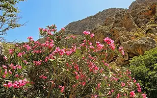 Греция. Сезон цветения на острове Крит